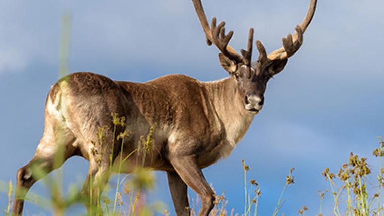 Canada’s caribou at risk: mapping out solutions