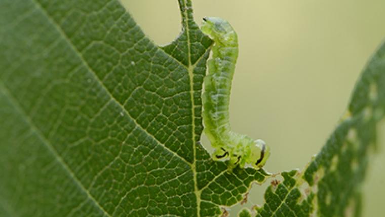 Elm Zigzag Sawfly on green leaf