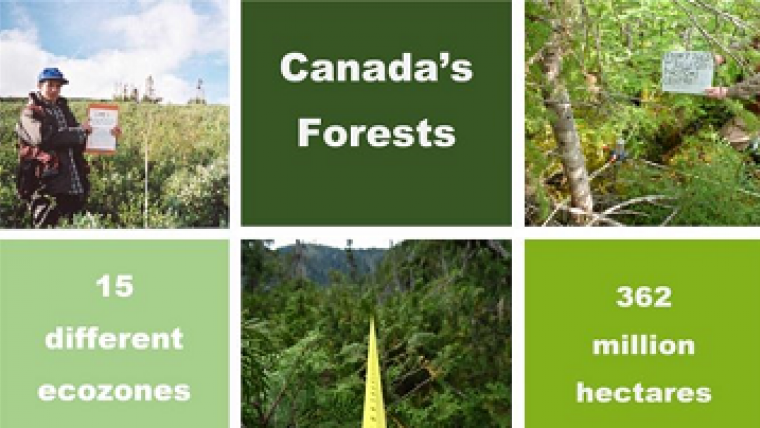 Canada’s Forests, 15 different ecozones, 362 million hectares