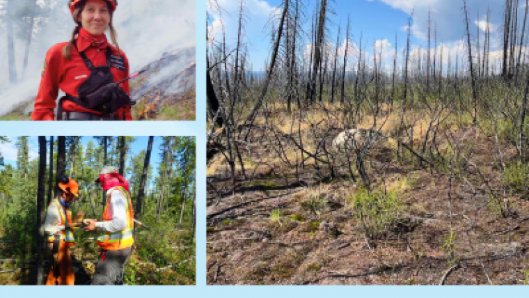 Shape-shifting forests: a tale of climate, wildfires and surprising outcomes