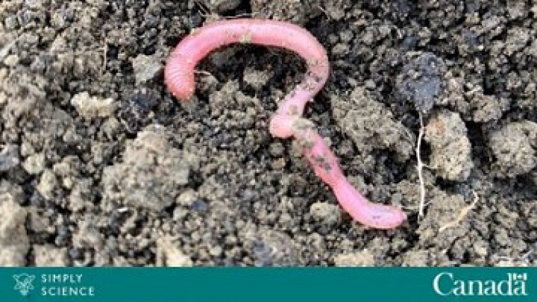 A curled up earthworm on loose soil.